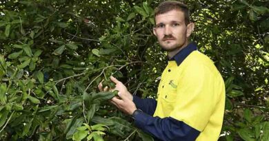 Beneficial insects controlling pests on Macadamia orchards