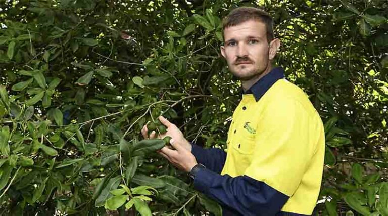 Beneficial insects controlling pests on Macadamia orchards