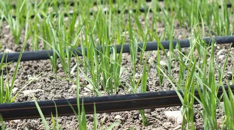 Drip Irrigation reducing cost of Basmati rice cultivation in India
