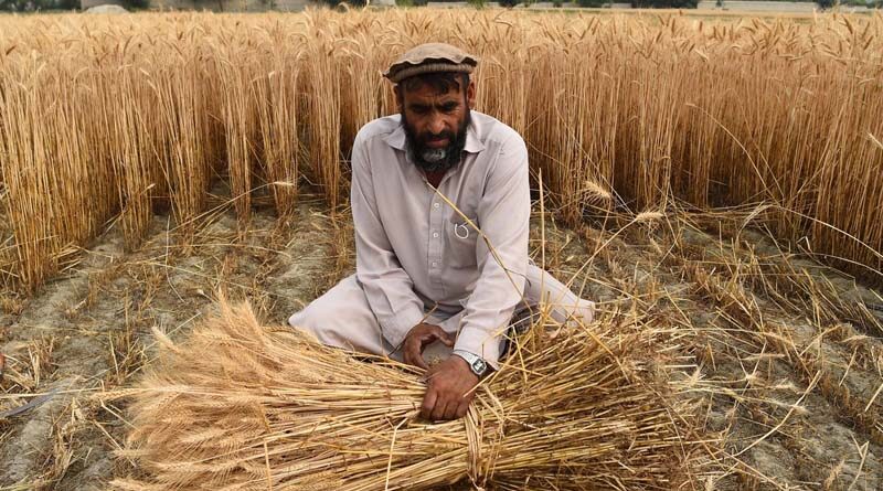 FAO Food Price Index dips in May