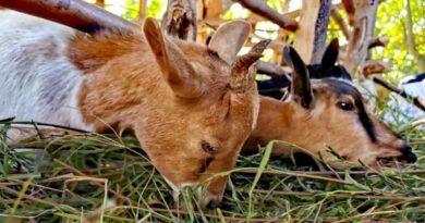 Goat auction sales increase farmers’ agency and incomes in Malawi