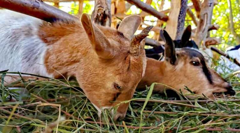 Goat auction sales increase farmers’ agency and incomes in Malawi