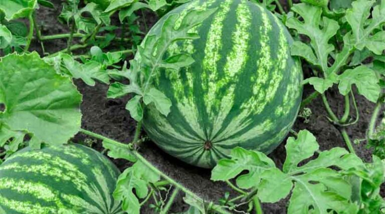 Israel destroys 58 tonnes of watermelon smuggled in its borders from Palestine