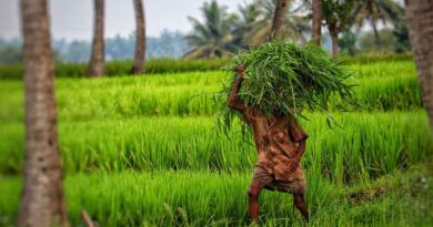 Vibrant and dynamic seed sector in India: Key highlights, challenges and opportunities