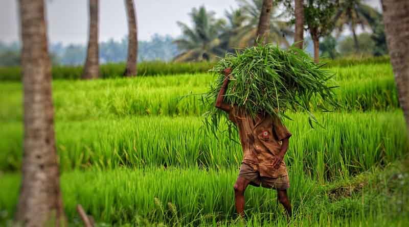 Vibrant and dynamic seed sector in India: Key highlights, challenges and opportunities