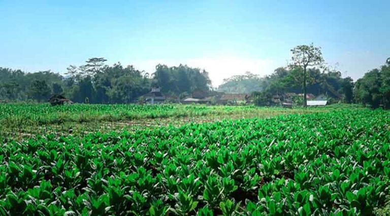 China unveils measures to bolster food supply capacity