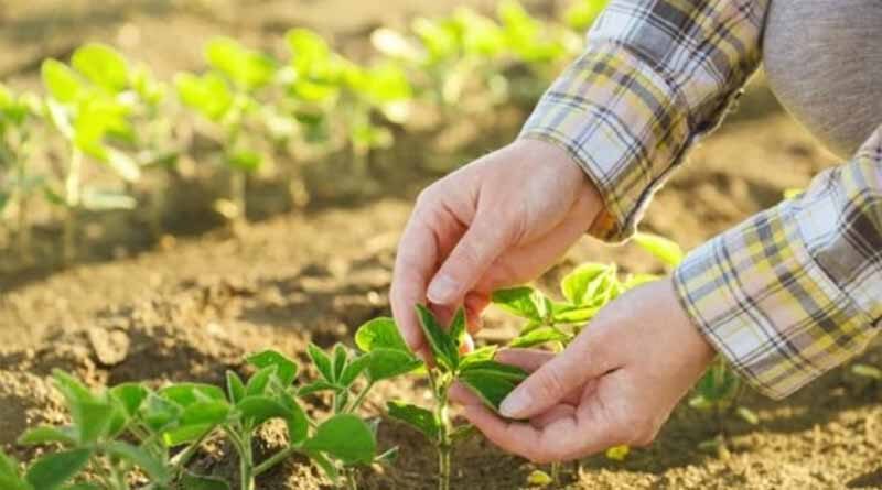 ADAMA Commences In-House Production of Indoxacarb with New Proprietary Synthesis Process