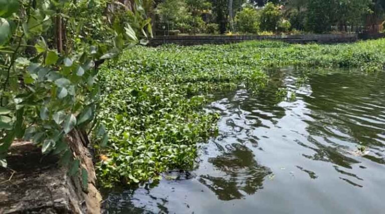 World Environment Day: Making Waste Weeds Profitable an AI-Based tool from the Quiver of ICRISAT