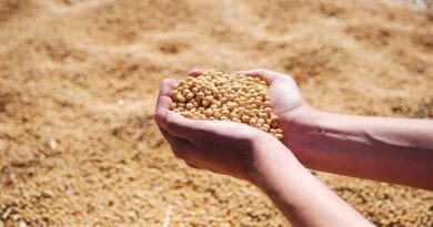 When is the best time to do seed treatment in soybean