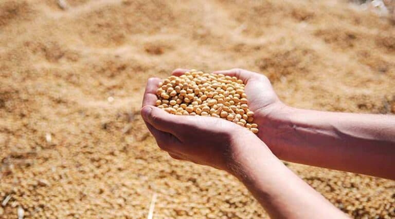 When is the best time to do seed treatment in soybean