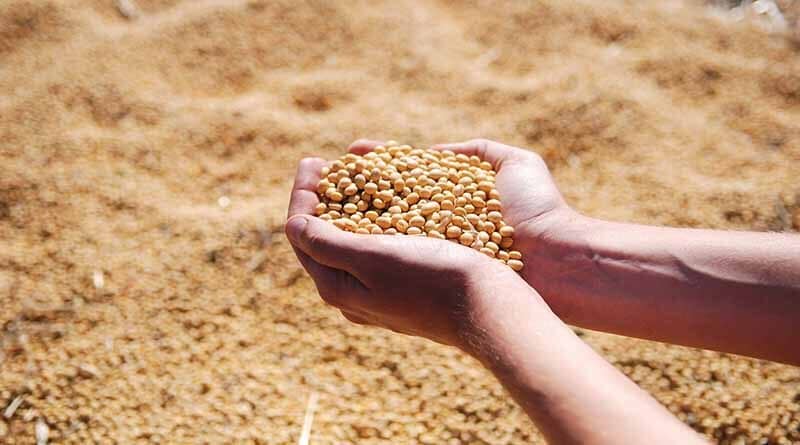 When is the best time to do seed treatment in soybean