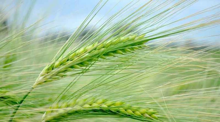 China reaps over half of winter wheat faster than last year