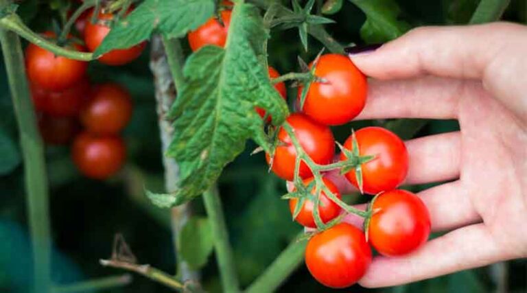 Tech and innovation drive to boost food production and back British farmers