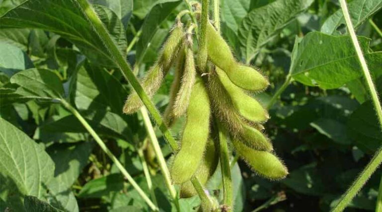 5 Things to know before sowing soybean this year