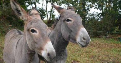 IT employee leaves job to open donkey farm, earns rupees 5000 per litre from donkey milk