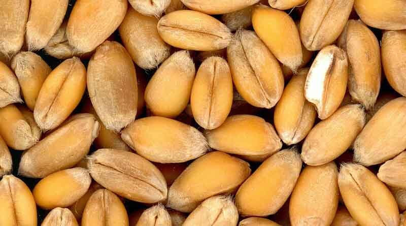 Turkey rejects Indian wheat consignment