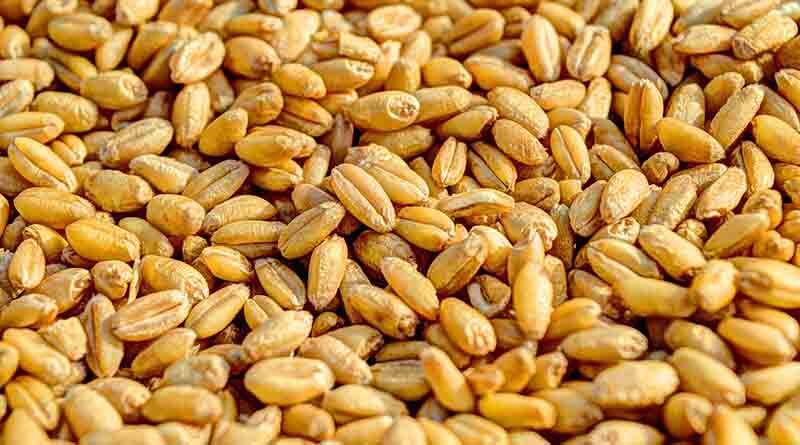 Rejected Wheat shipment from Turkey redirected to Egypt