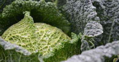 Brassica Alert better targets agronomy decisions