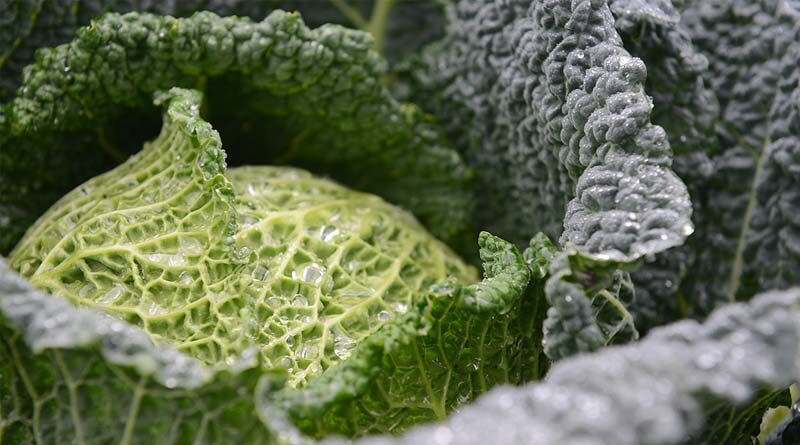 Brassica Alert better targets agronomy decisions