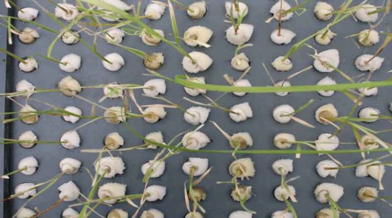 Nuclear technologies for more resilient agriculture