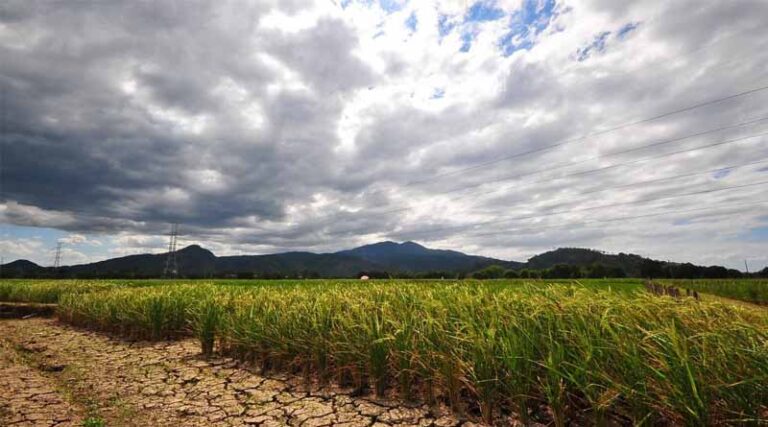 Developing a New Paradigm for Partnerships: Together for Stronger Food Systems