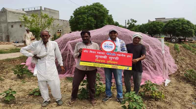 Mating disruption PBKnot technology to manage Pink Bollworm in North India