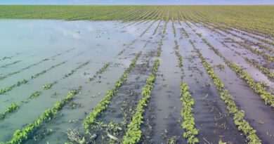 6 important factors how rainfall influences crop growth and yield