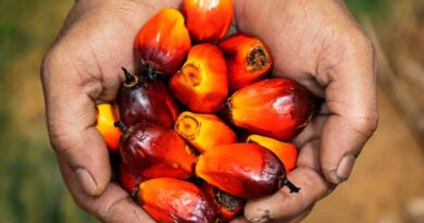 Edible oil segment bullish? What lies ahead