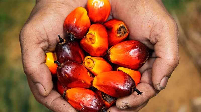 Edible oil segment bullish? What lies ahead