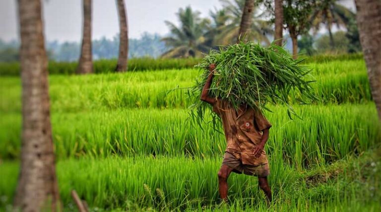 Kharif sowing in India 55 percent complete; reaches 600 lakh hectares
