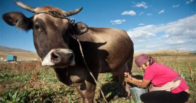 Animal health important for helping cut greenhouse gas emissions, new report says