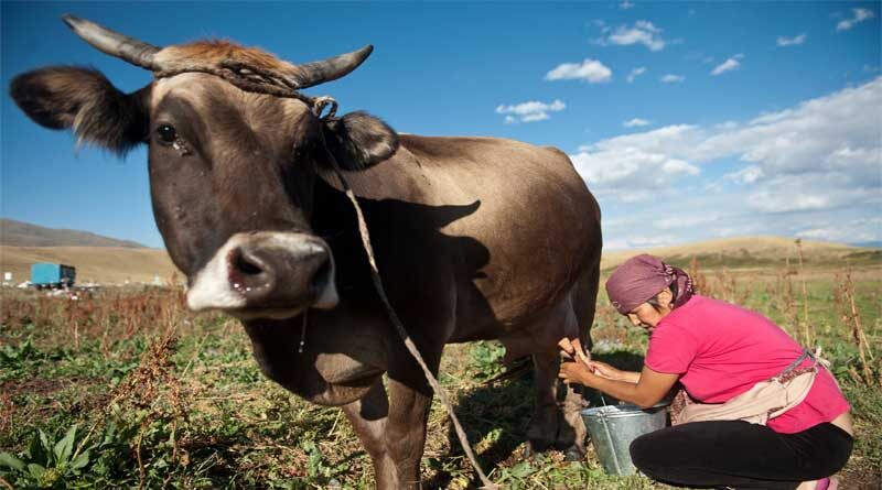 Animal health important for helping cut greenhouse gas emissions, new report says