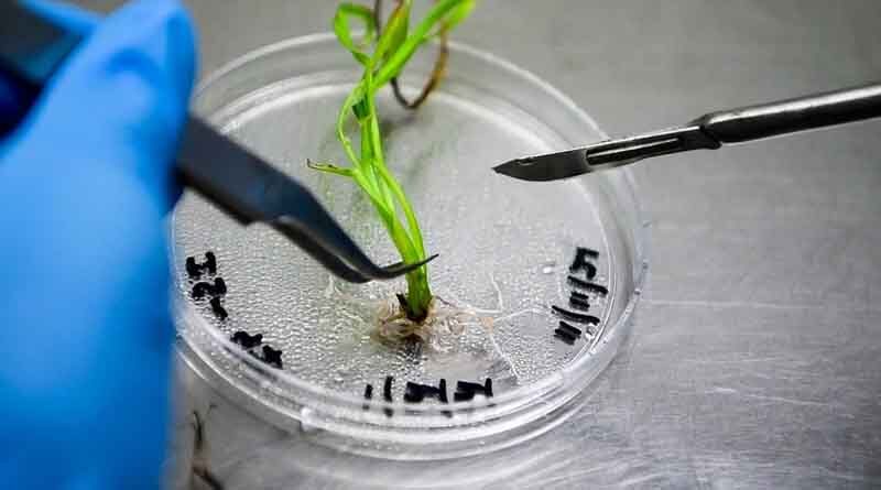Agri-Genomics Startup Piatrika Biosystems raises $1.2 Million in Seed Funding led by Ankur Capital