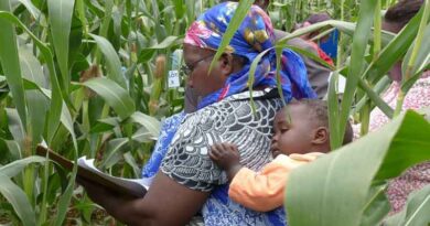 Novel technology to reduce the complexity of maize seed production and increase maize hybrid yields in farmer’s fields