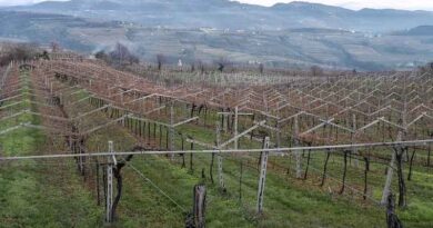 Europe revises its prohibition on pesticides as a global food catastrophe approaches