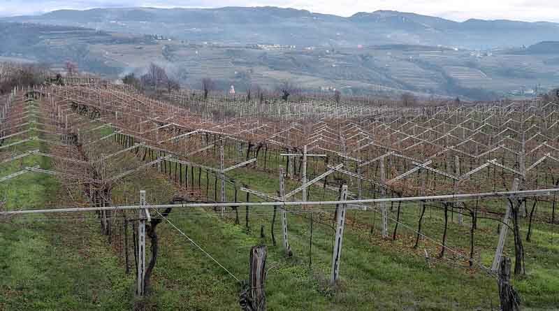 Europe revises its prohibition on pesticides as a global food catastrophe approaches