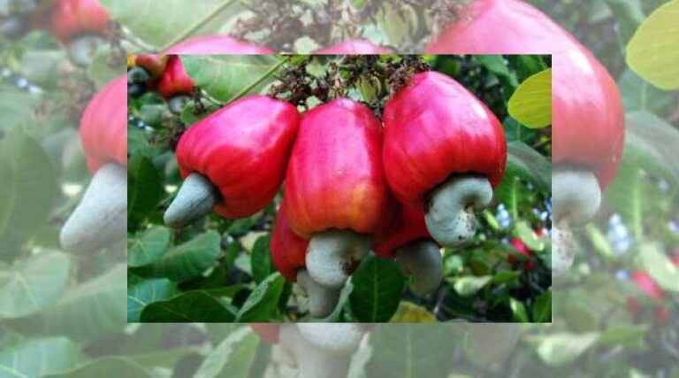 Cashew industry reduces export target