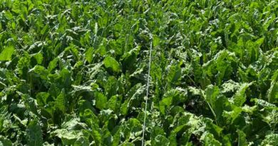 Beet gets relief from Quantis as heat rises again