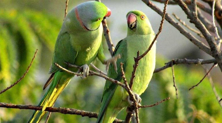 CABI book on invasive birds wins wildlife publication award