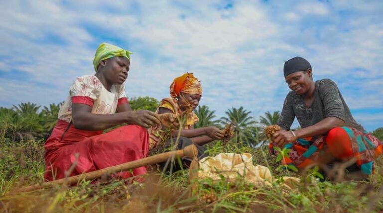 Millet and groundnut can avert the looming food and edible oil crisis in Africa