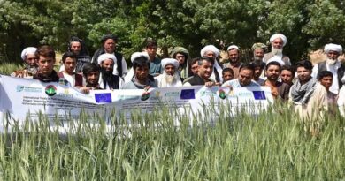 Scientists step up wheat landrace conservation efforts in Afghanistan, Turkey and other countries in the region