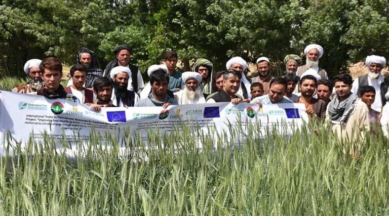 Scientists step up wheat landrace conservation efforts in Afghanistan, Turkey and other countries in the region