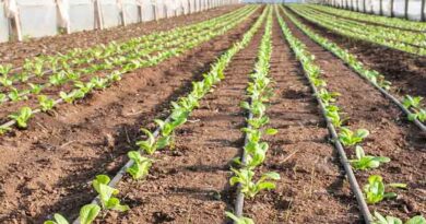 Soils, where food begins