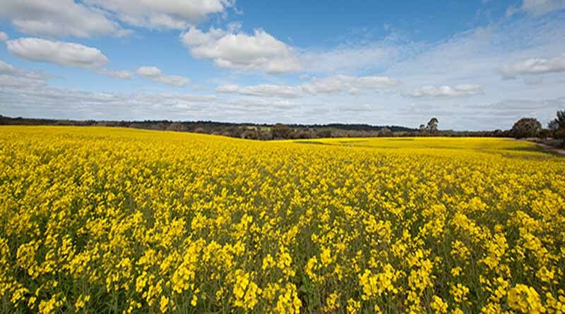 Australia: Latest grains research to visit regional WA