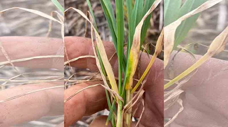 Northern growers at risk of cereal disease misdiagnosis due to seasonal and paddock conditions