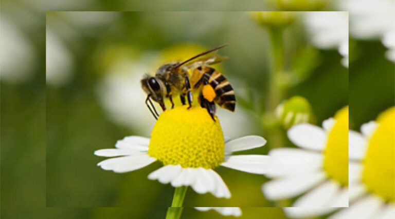 Bees’ Needs Week buzzes into action