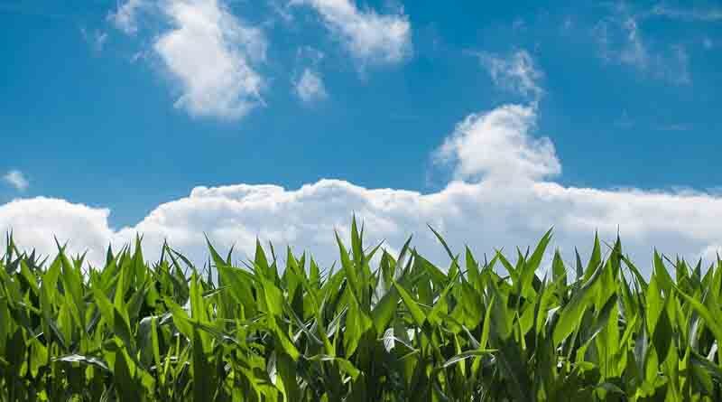 Paddock Practice: WA growers urged to monitor amid reports of mouse damage to crops