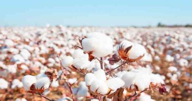 Advisory for cotton farmers of Rajasthan from CICR