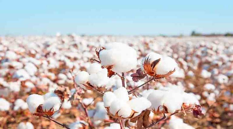 Advisory for cotton farmers of Rajasthan from CICR