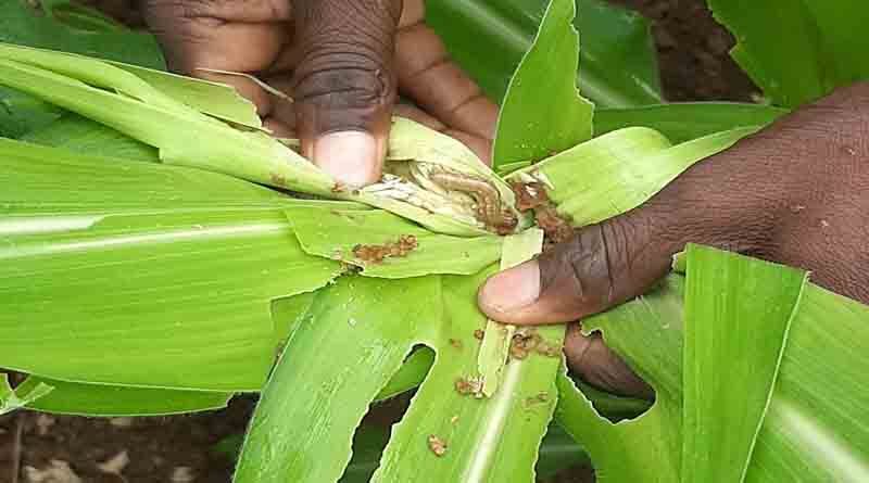 Communication strategies to support the fight against fall armyworm